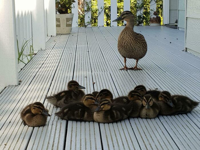 Este pato solía venir a mi porche por comida. Recientemente, trajo a sus bebés. He estado viéndolos crecer