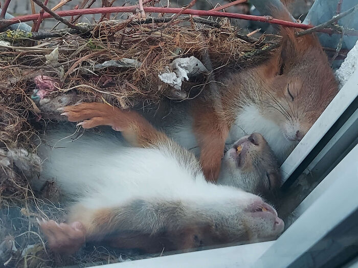 Un chico descubre a las ardillas más adorables durmiendo la siesta frente a su ventana