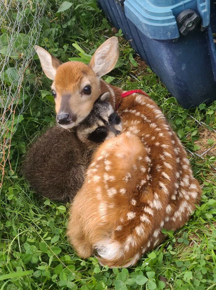Uno de los mapaches liberados en el refugio local logró colarse por encima de la valla y entrar en el corral de los ciervos. La adorabilidad ocurrió