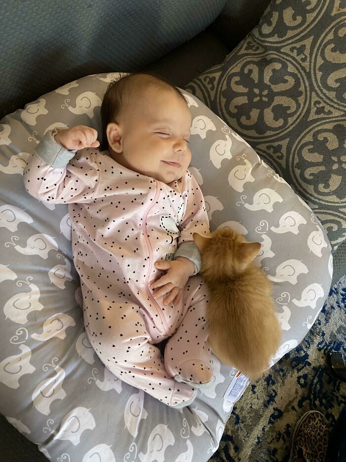 Nuestra gata tuvo gatitos 2 días después de que tuvimos un bebé. Este gatito se sube a la sillita con ella cada vez que tiene la oportunidad. Creo que estos dos estaban destinados a ser los mejores amigos