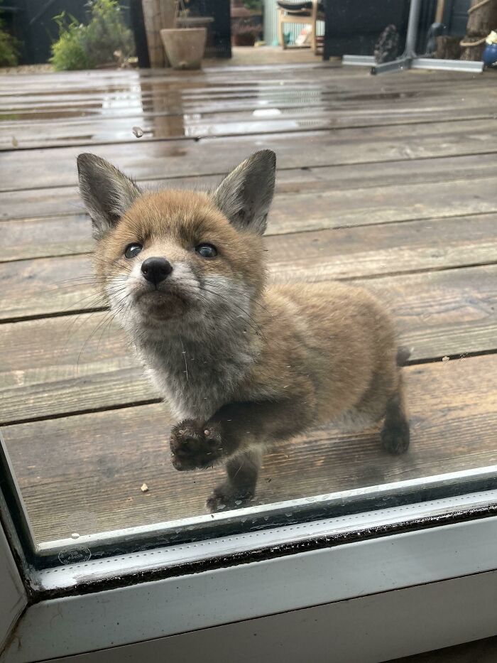 Este zorrito ha estado visitando nuestro jardín todos los días y quiere que seamos amigos