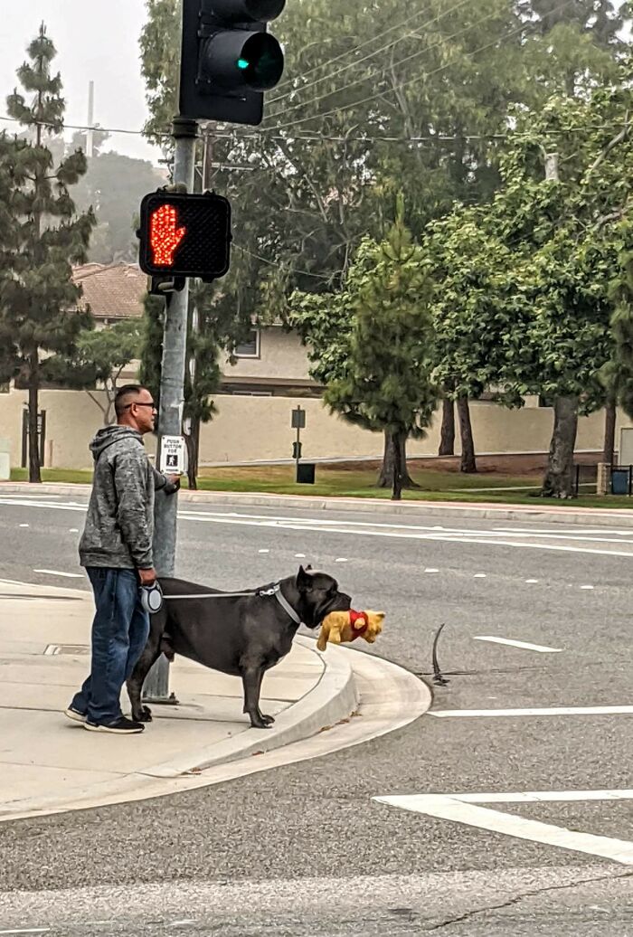 Tomé esta foto de este enorme pitbull y su oso Pooh mientras salía a hacer mandados esta mañana. Tan adorable