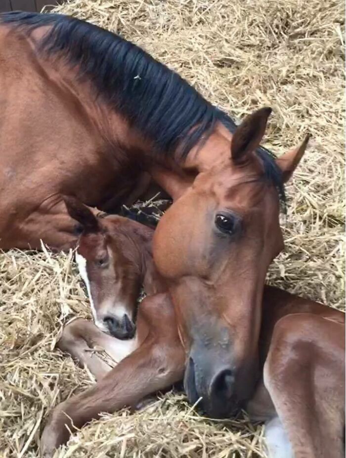Esta yegua perdió a su potro y luego, dos días después, este potro perdió a su madre. Aquí están una hora después del encuentro