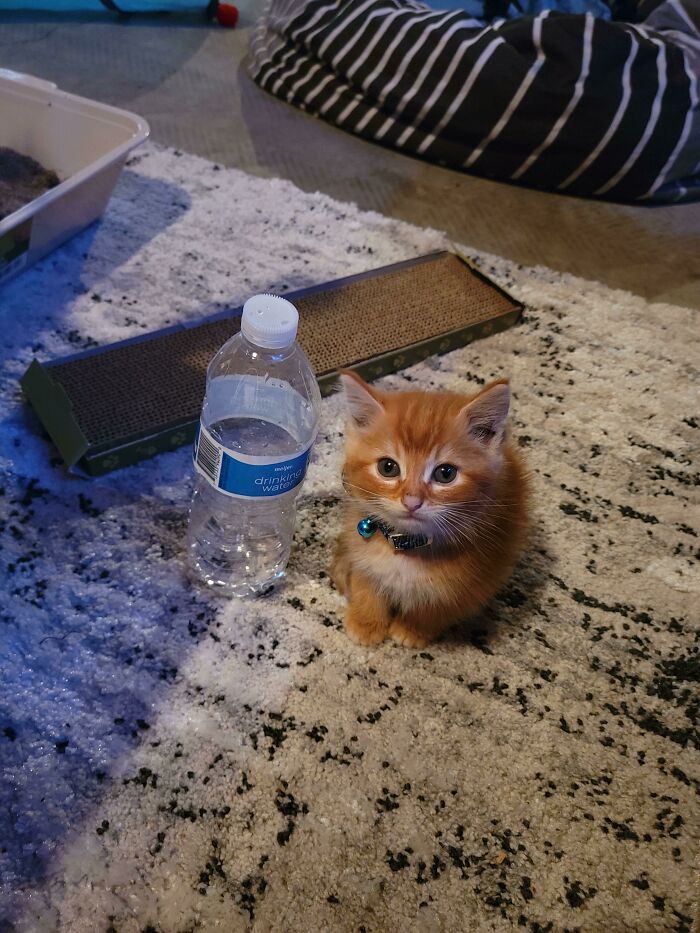 Saludad a Butters, botella para compararlo