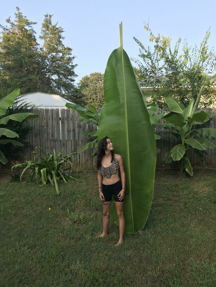 Esta Gran Hoja. Esposa para compararla