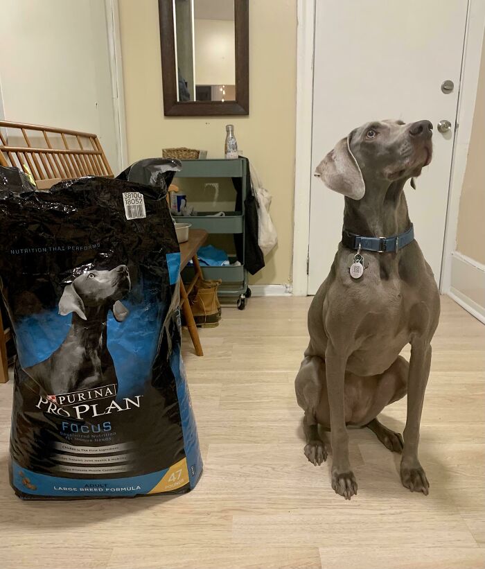 El perro que estoy cuidando es idéntico al que aparece en la bolsa de comida 