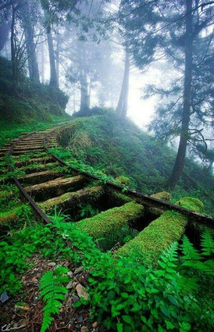 La madre naturaleza recupera poco a poco el territorio perdido haciendo desaparecer estas vías de tren