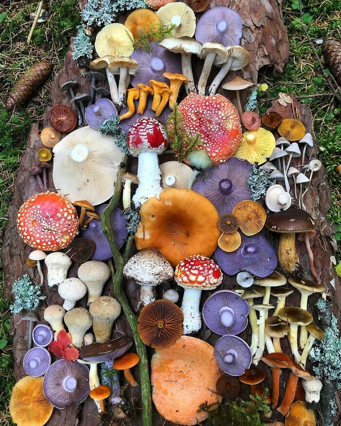 Una cornucopia de setas