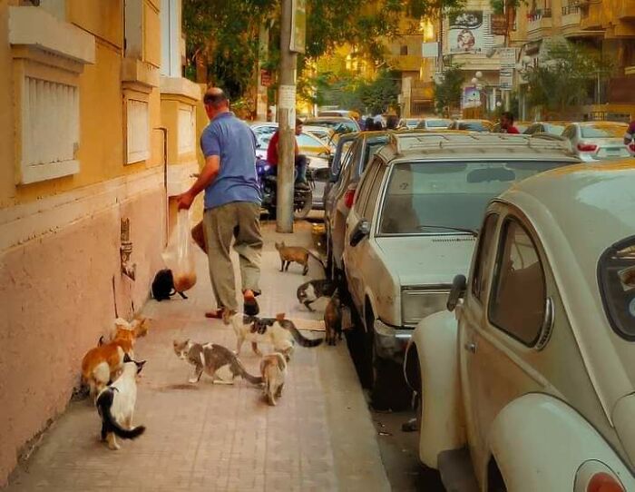 Gatos en Egipto