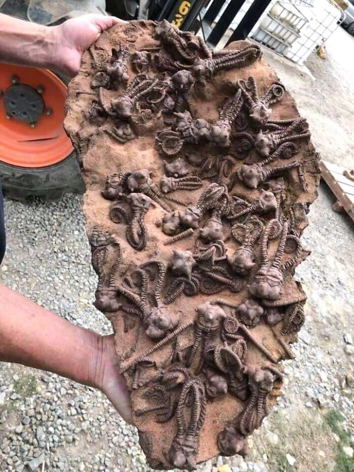 Fósil de 280 millones de años hallado en Australia Occidental, foto de Tom Kapitany