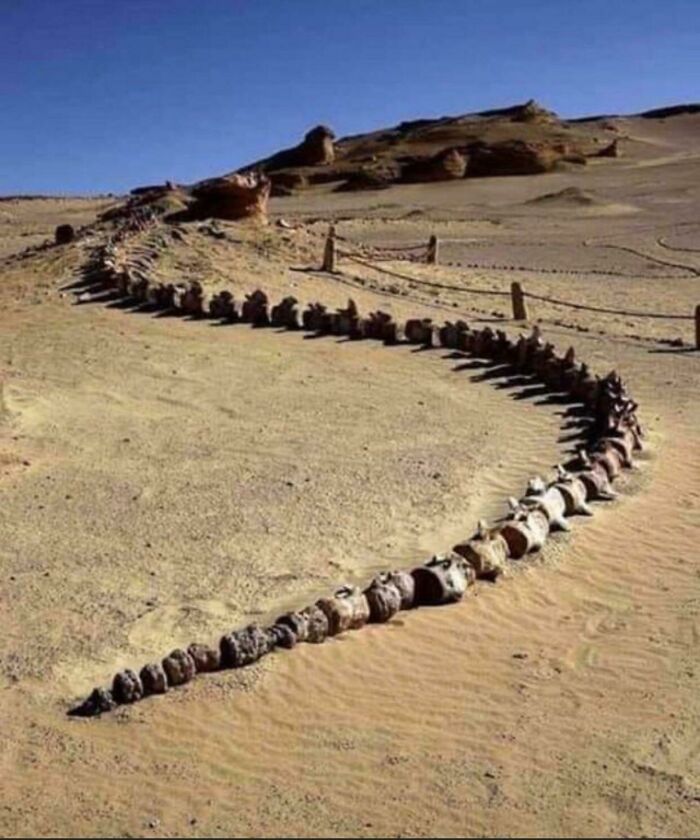 Un esqueleto de ballena encontrado en las ardientes dunas de Egipto