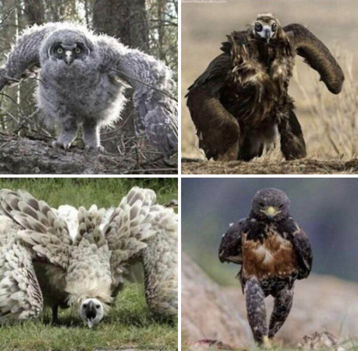 Este es el aspecto de los pájaros cuando corren