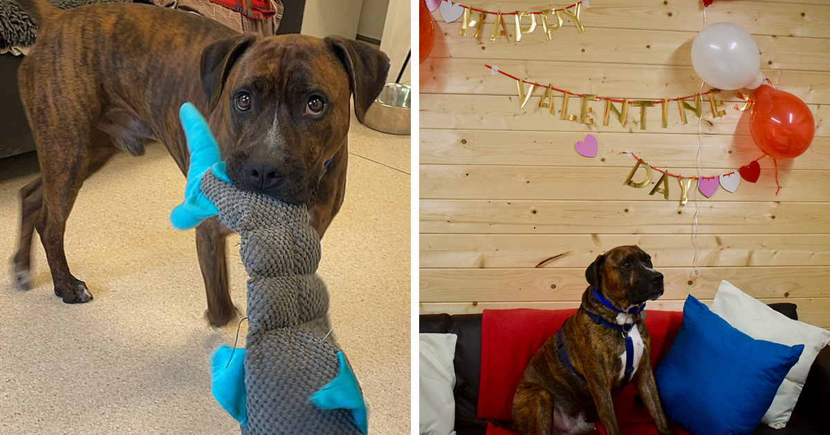 Este perro callejero llamado Luke no encuentra hogar por ser demasiado tímido, y el refugio le hizo una fiesta de adopción pero nadie se presentó