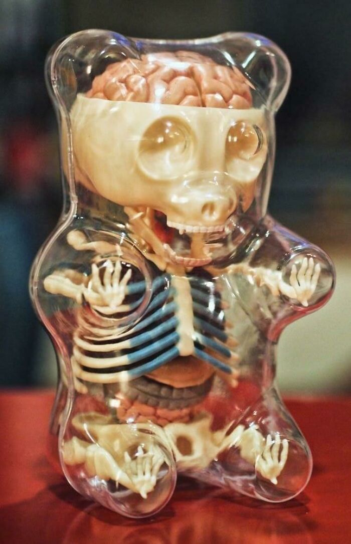 Juguete de anatomía de oso