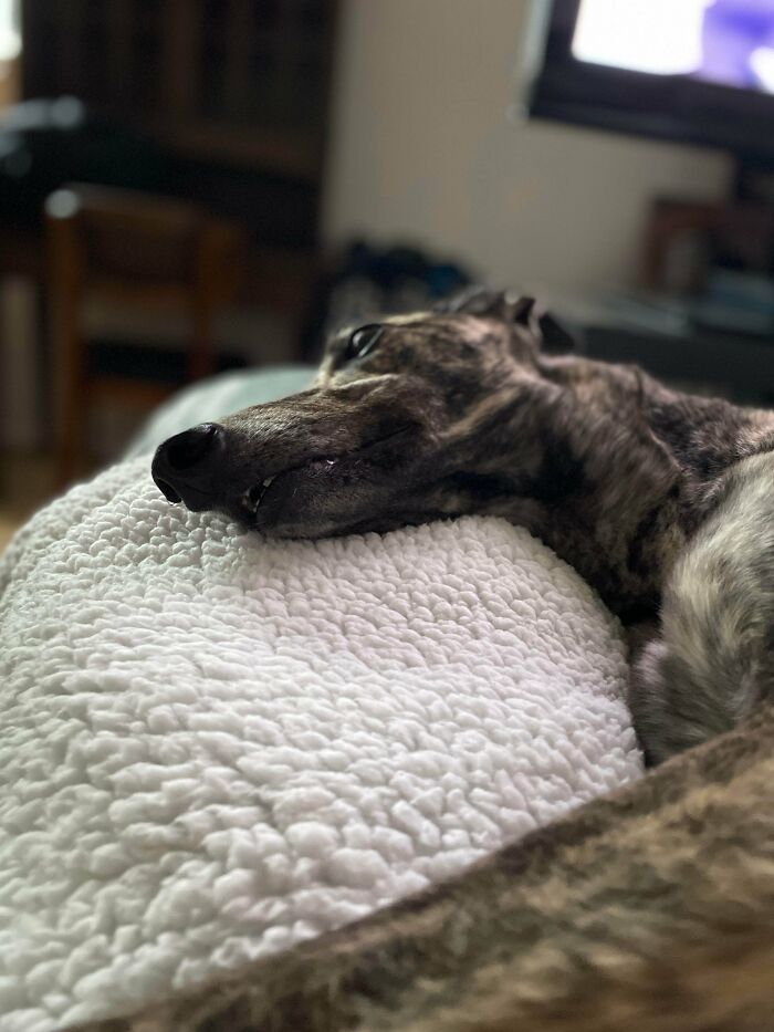 Tiva es una galga de carreras recientemente jubilada que corrió 151 carreras y alcanzó los 58 km/h, clasificada como Grado A - Llegó al podio 66 veces. Recién adoptada el sábado, ahora es nuestra 'descansadora' profesional de grado A
