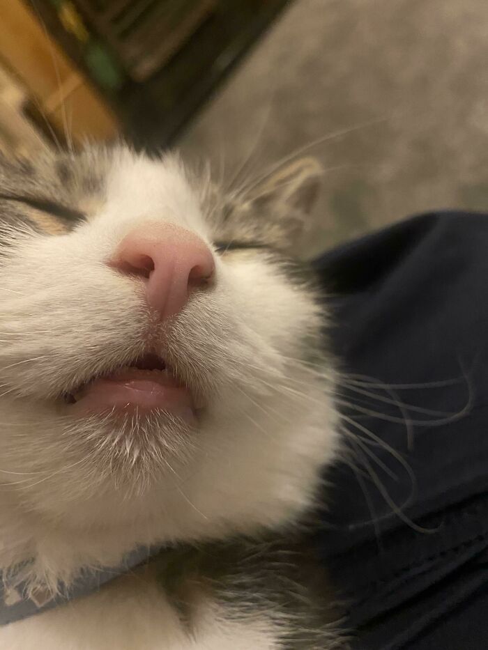 Adoptamos al chico hace unas semanas. Tiene muchas cualidades buenas, pero la de dormir es la más importante
