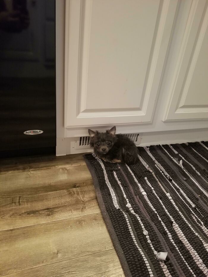 Mi familia y Fang, nuestro chihuahua de 1,5 kg, acaban de mudarse a nuestro hogar definitivo y alguien ha encontrado el lugar perfecto para la siesta en nuestra cocina, junto a un conducto de ventilación