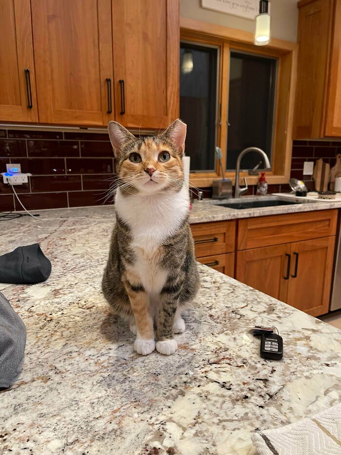 Mi mujer y yo adoptamos a una antigua fiera que "eligió a las personas" en lugar de volver a su pandilla de gatos. Conoced a Trish, la que prefiere a las personas