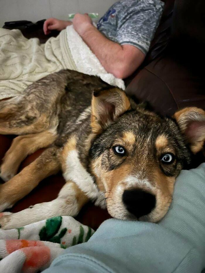 Conoced a Piper. Fue abandonada en un refugio de animales local. Lo más probable es que sea una mezcla de pastor alemán y husky de 6 meses. ¡Vaya ojos!