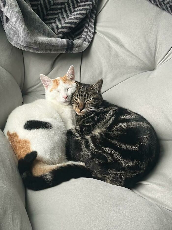 ¡Los gatos rescatados por mi hijo se gustan el uno al otro!