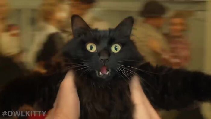 En esta versión mejorada de Titanic hay un gato, y el resultado es divertidísimo
