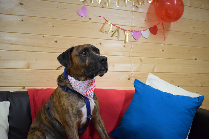 Este perro callejero llamado Luke no encuentra hogar por ser demasiado tímido, y el refugio le hizo una fiesta de adopción pero nadie se presentó