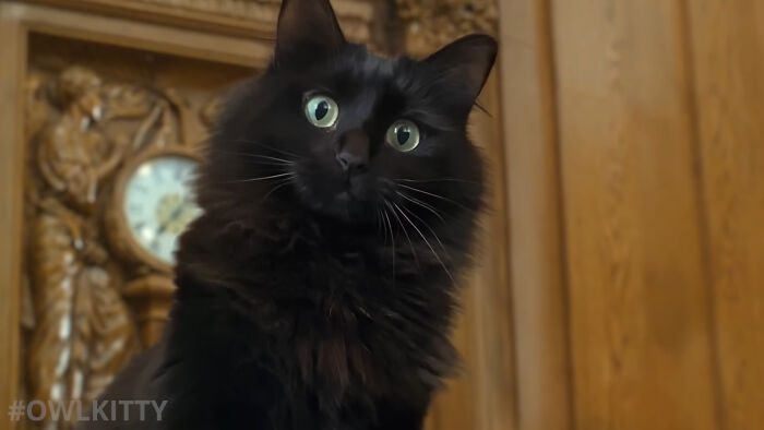 En esta versión mejorada de Titanic hay un gato, y el resultado es divertidísimo