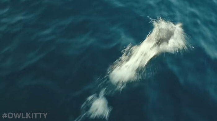 En esta versión mejorada de Titanic hay un gato, y el resultado es divertidísimo