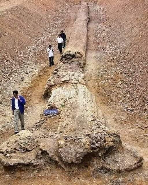 En el norte de Tailandia, se han encontrado árboles fósiles tan altos como las secuoyas que existen hasta hoy en día. Este tronco petrificado mide 72,2 metros, lo cual indica que su altura original podría haber sido de unos 100 metros. Su edad aproximada es de 800.000 años