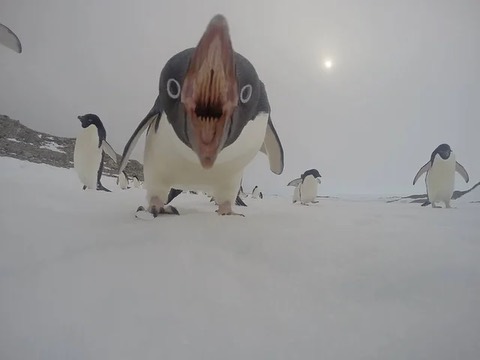 The "Cursed Image Dealer" Instagram Account Collects The Most Uneasy Images Found Online, And Here’s 40 Of Their Best