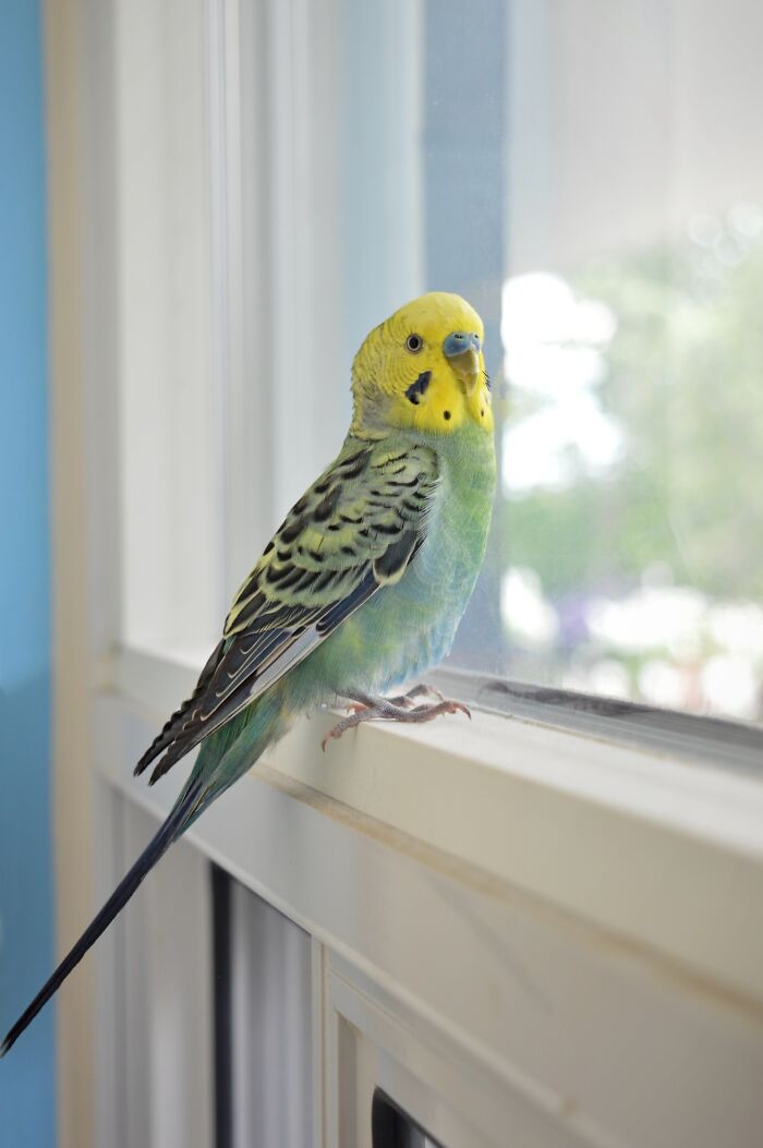 Soren