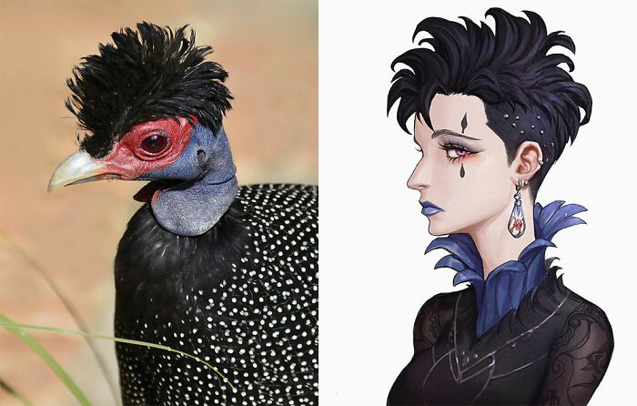 Gallina de Guinea