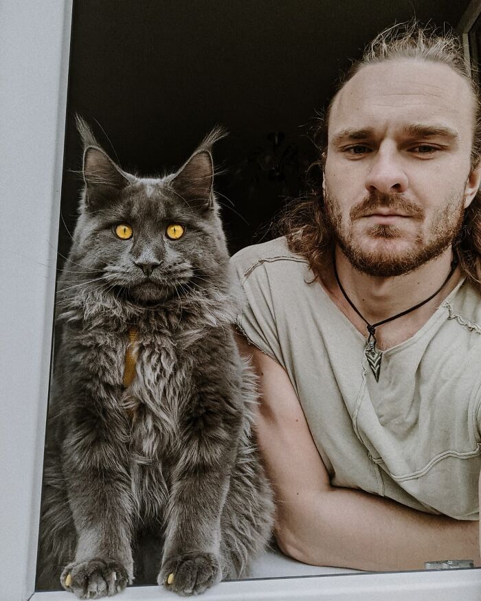 Este es Vincent, un gato Maine Coon que parece una pantera y actúa como un perro