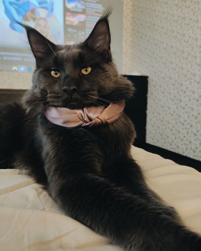 Este es Vincent, un gato Maine Coon que parece una pantera y actúa como un perro