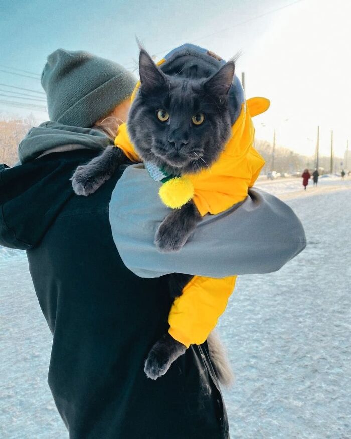 Este es Vincent, un gato Maine Coon que parece una pantera y actúa como un perro