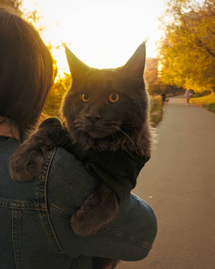 Este es Vincent, un gato Maine Coon que parece una pantera y actúa como un perro
