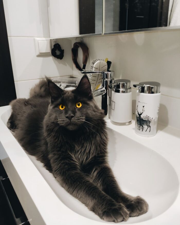 Este es Vincent, un gato Maine Coon que parece una pantera y actúa como un perro