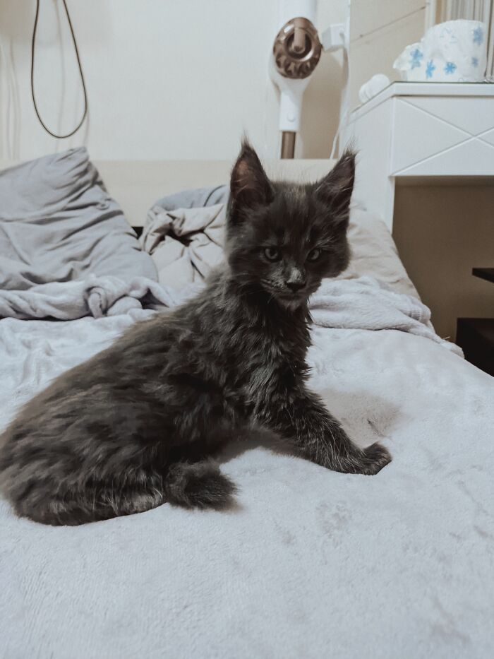 Este es Vincent, un gato Maine Coon que parece una pantera y actúa como un perro