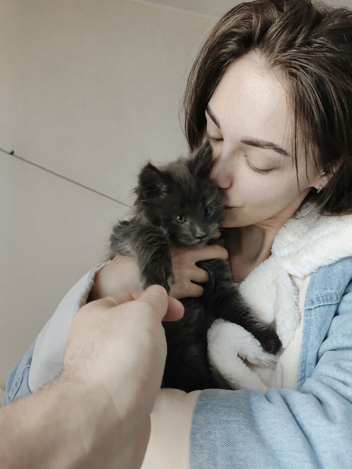 Este es Vincent, un gato Maine Coon que parece una pantera y actúa como un perro
