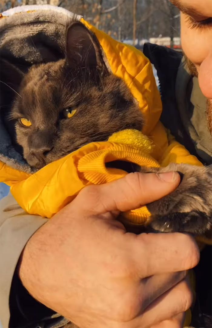 Este es Vincent, un gato Maine Coon que parece una pantera y actúa como un perro