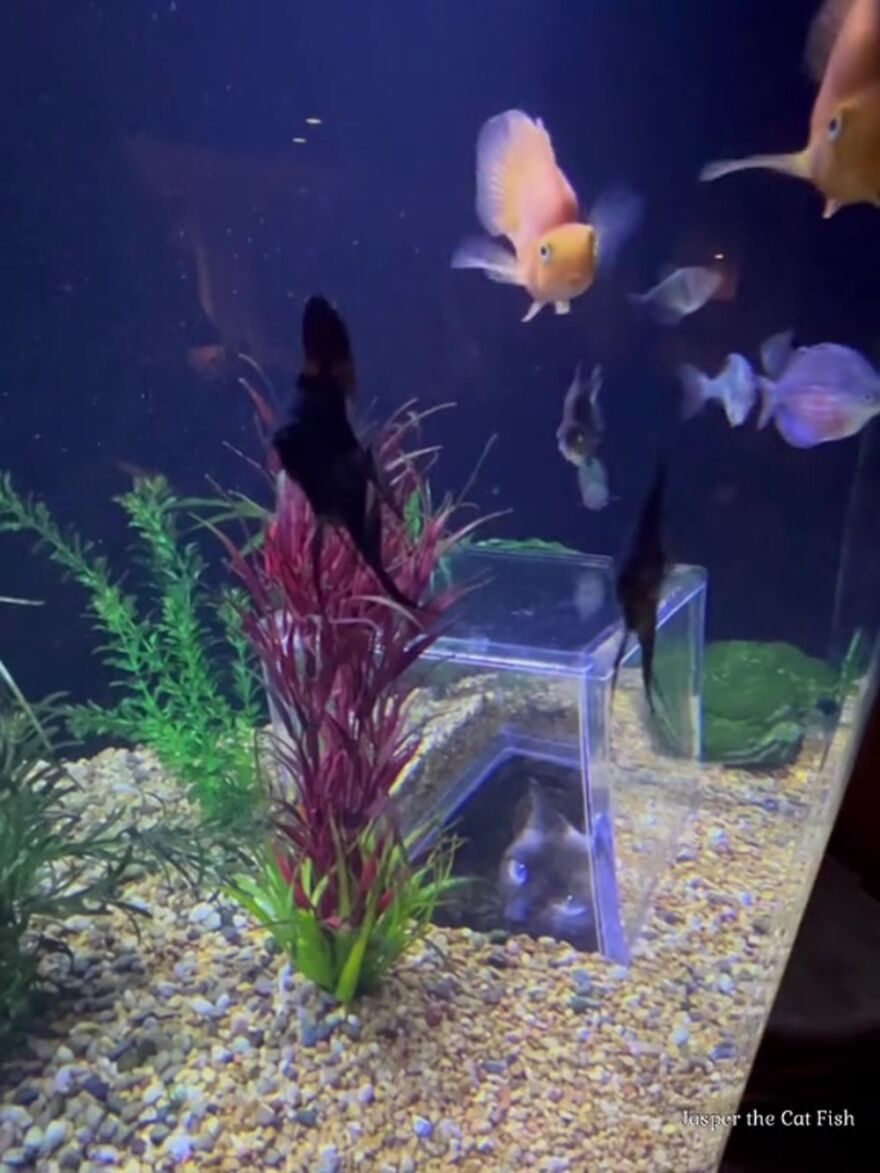 Este gato tiene su propio acuario hecho a medida que le permite observar a los peces de forma segura