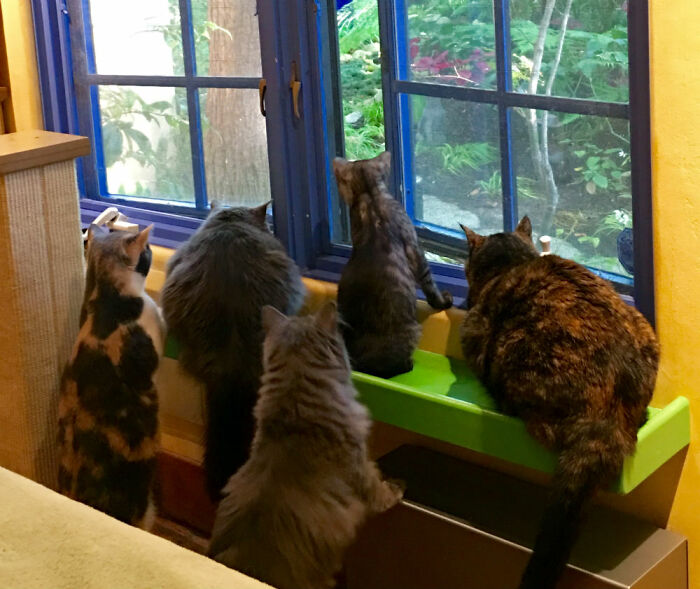 Este hombre diseñó la casa perfecta para sus más de 20 gatos rescatados