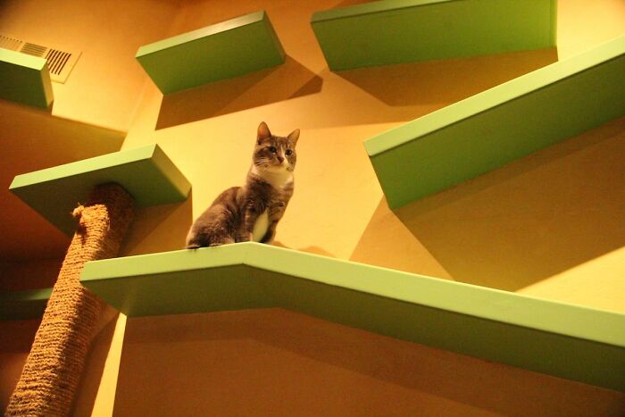 Este hombre diseñó la casa perfecta para sus más de 20 gatos rescatados