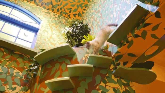 Este hombre diseñó la casa perfecta para sus más de 20 gatos rescatados