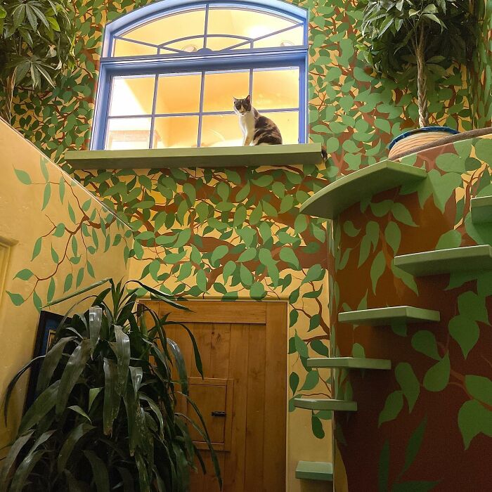 Este hombre diseñó la casa perfecta para sus más de 20 gatos rescatados