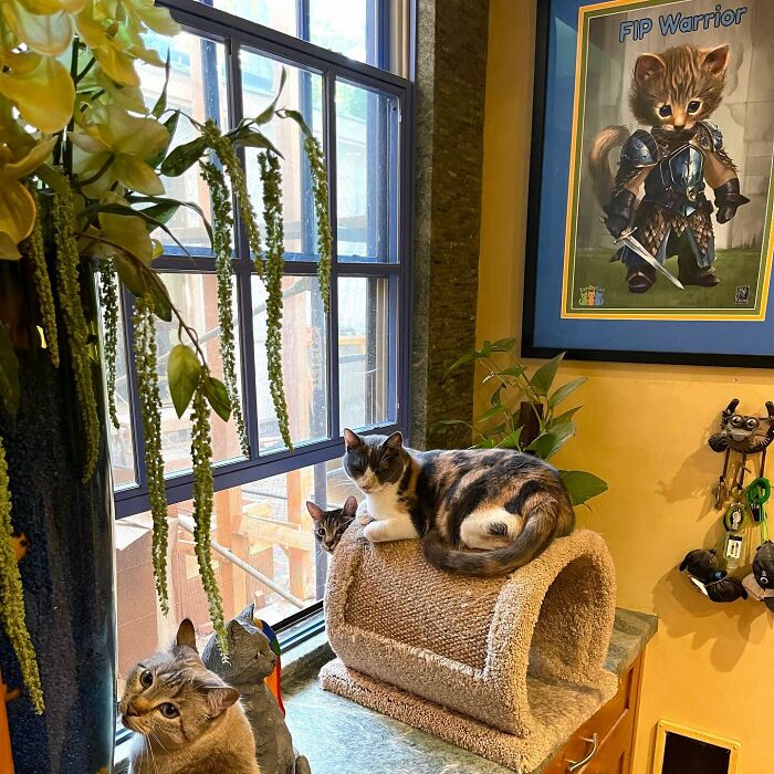 Este hombre diseñó la casa perfecta para sus más de 20 gatos rescatados