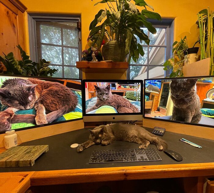 Este hombre diseñó la casa perfecta para sus más de 20 gatos rescatados
