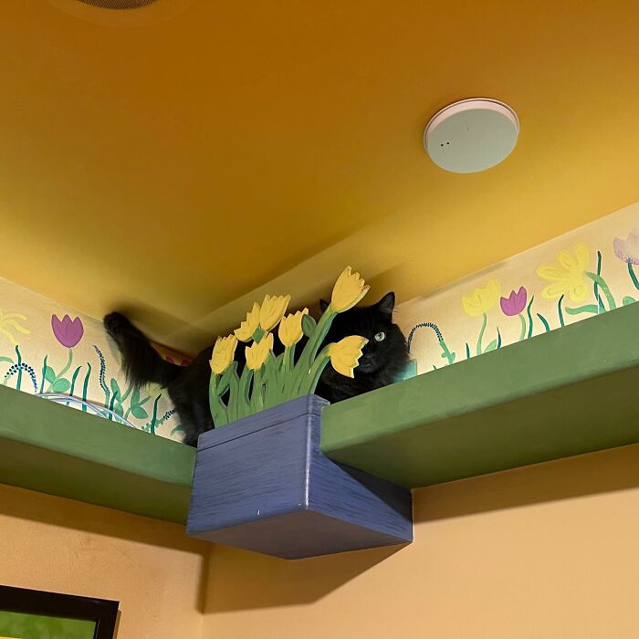 Este hombre diseñó la casa perfecta para sus más de 20 gatos rescatados