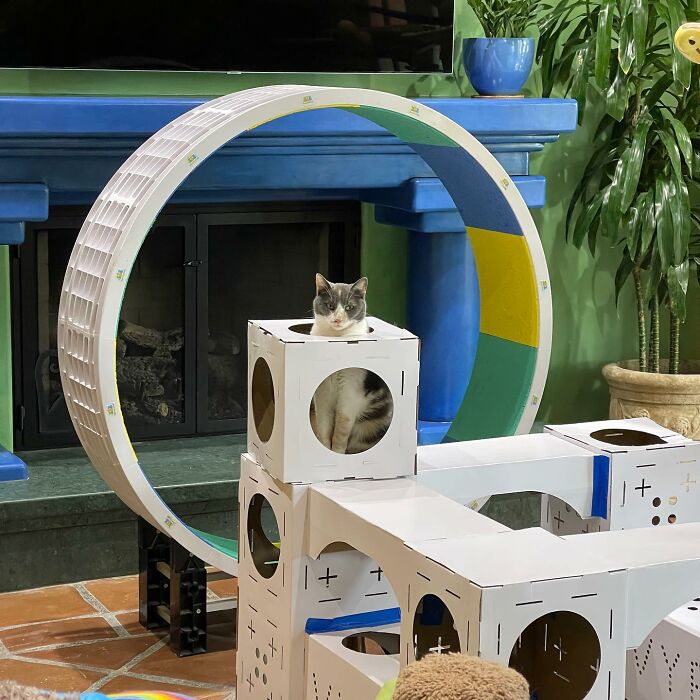 Este hombre diseñó la casa perfecta para sus más de 20 gatos rescatados