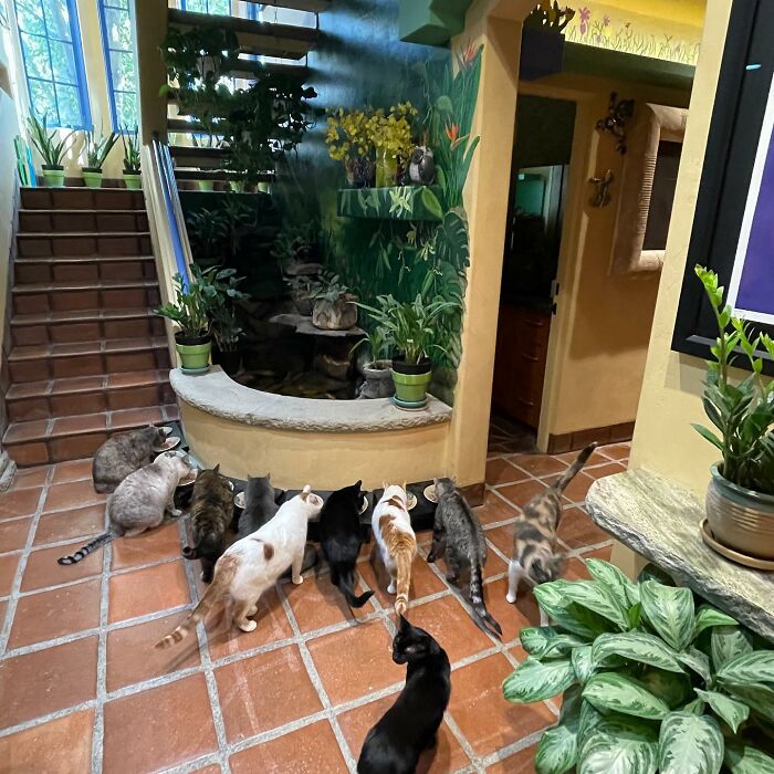 Este hombre diseñó la casa perfecta para sus más de 20 gatos rescatados